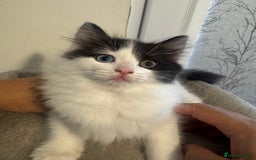 Ragdoll cats for sale: Beautiful Ragdoll Kittens  - Image 9