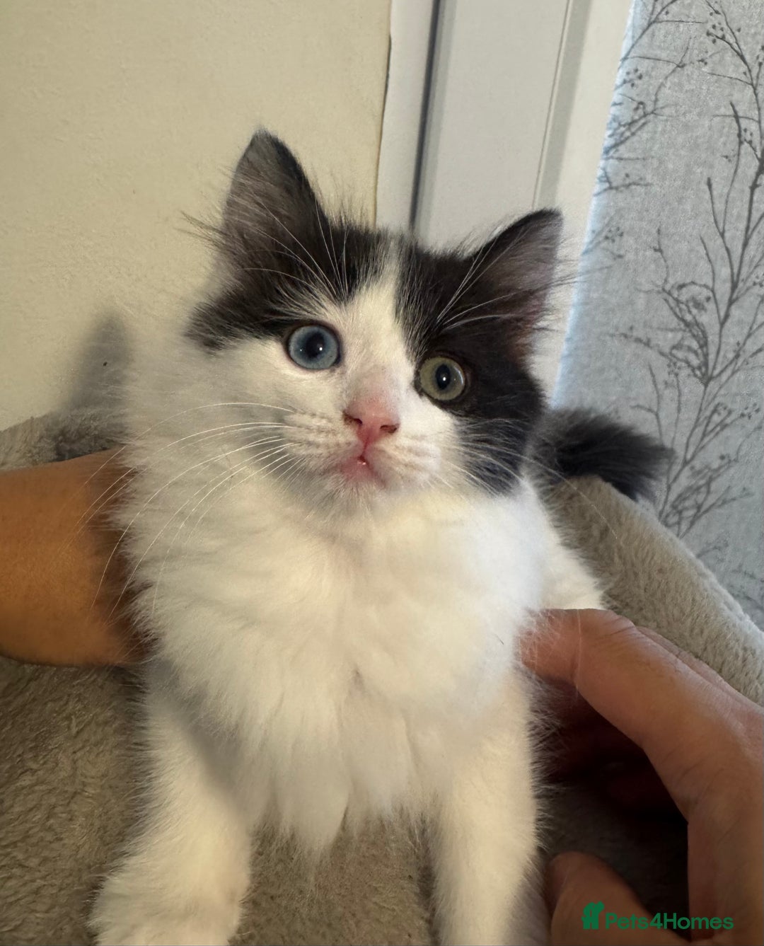 Ragdoll cats for sale: Beautiful Ragdoll Kittens  - Image 9