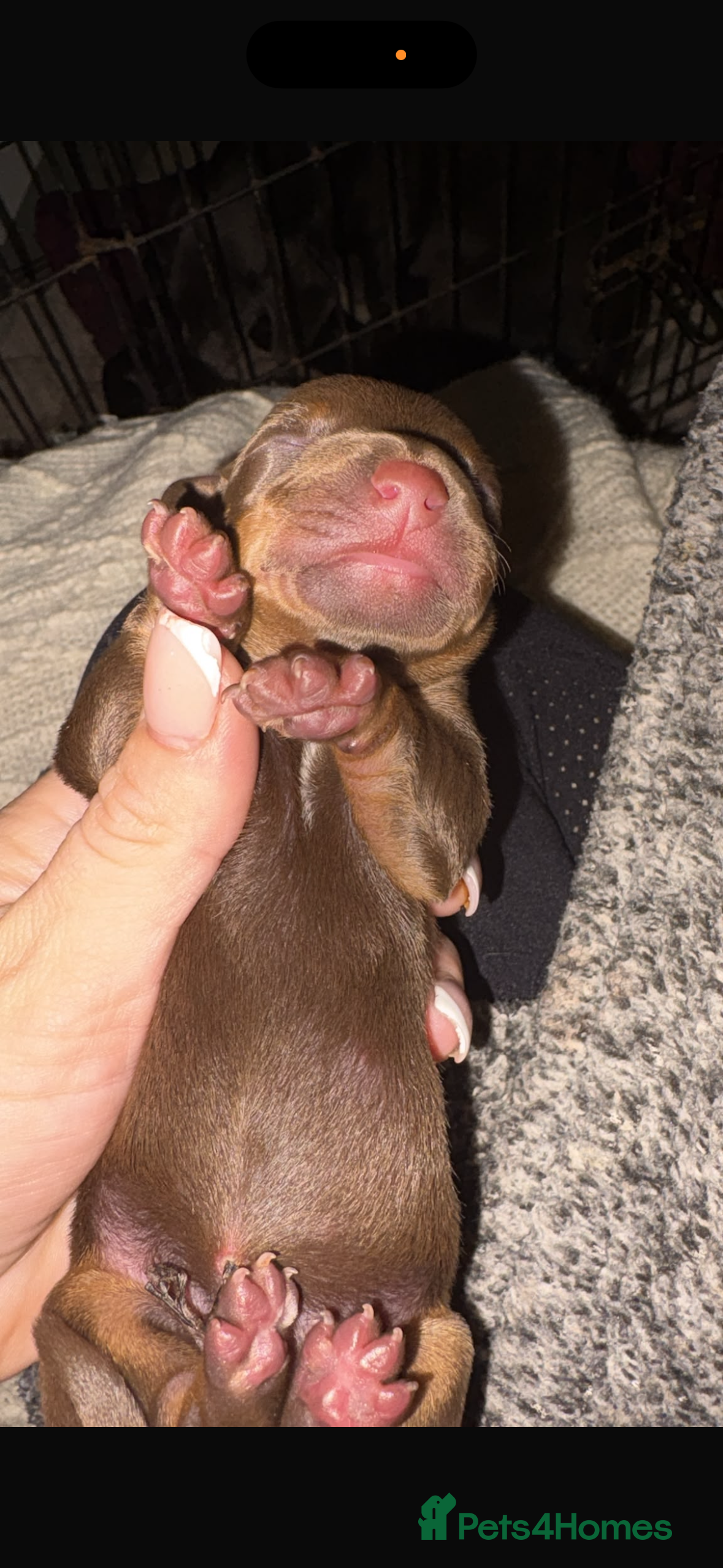 Dachshund dogs Beautiful dachshunds  - Advert 2