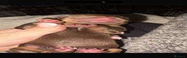Dachshund 6