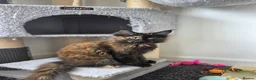 Maine Coon cats for sale: Maine coon pedigree kittens  - Advert 20