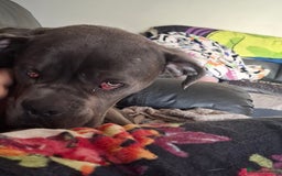 Cane Corso dogs for sale: Sandro  - Image 4