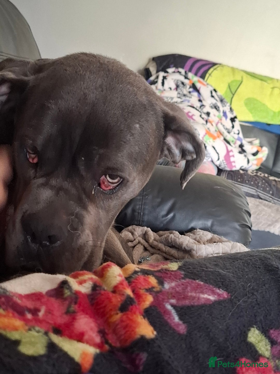 Cane Corso dogs for sale: Sandro  - Image 4