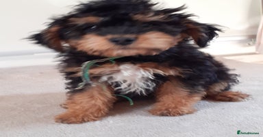 Jackapoo dogs in Telford - Advert 2