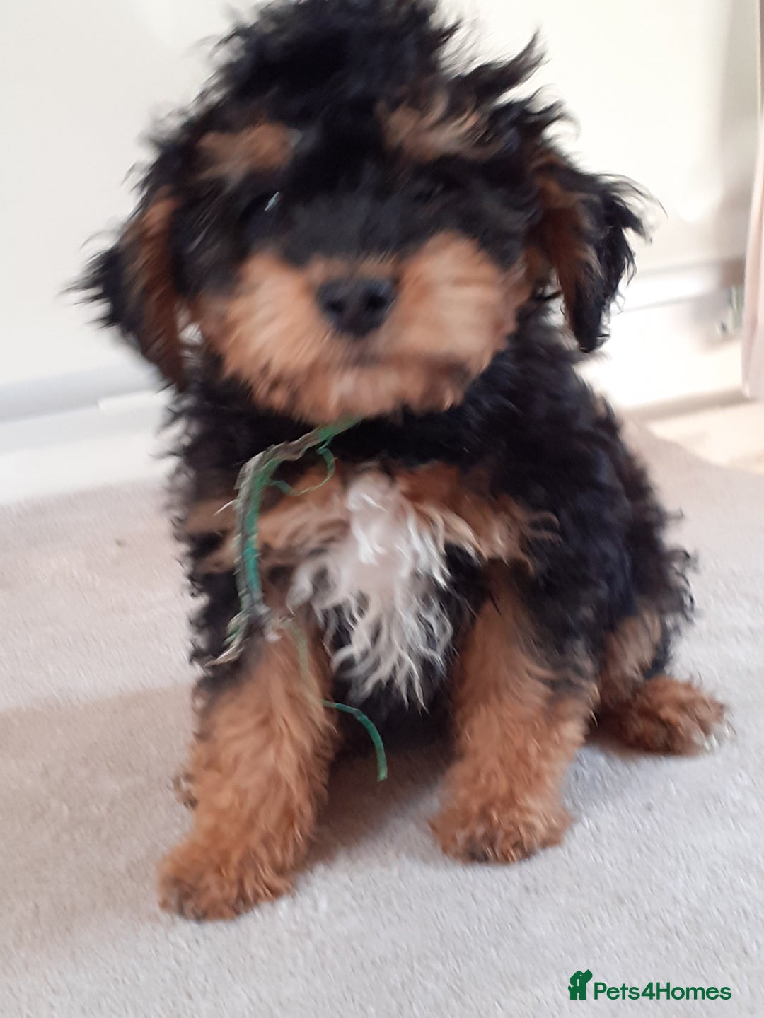Jackapoo dogs for sale: Beautiful Jackapoo puppies  in Telford - Image 2