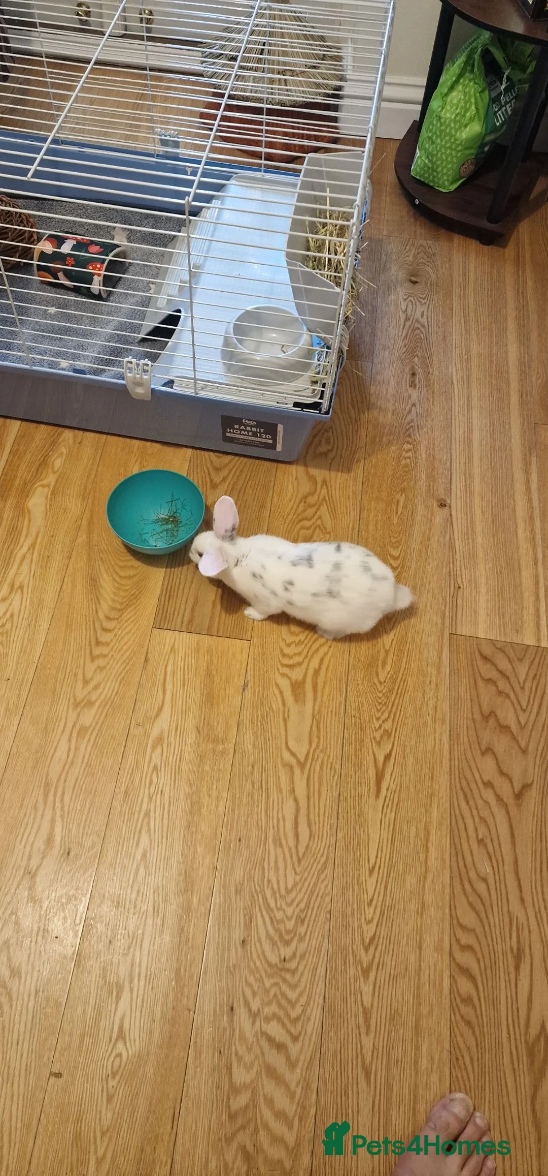 English rabbits for sale: Beautiful young 8 months male rabbit in Eastleigh - Advert 4