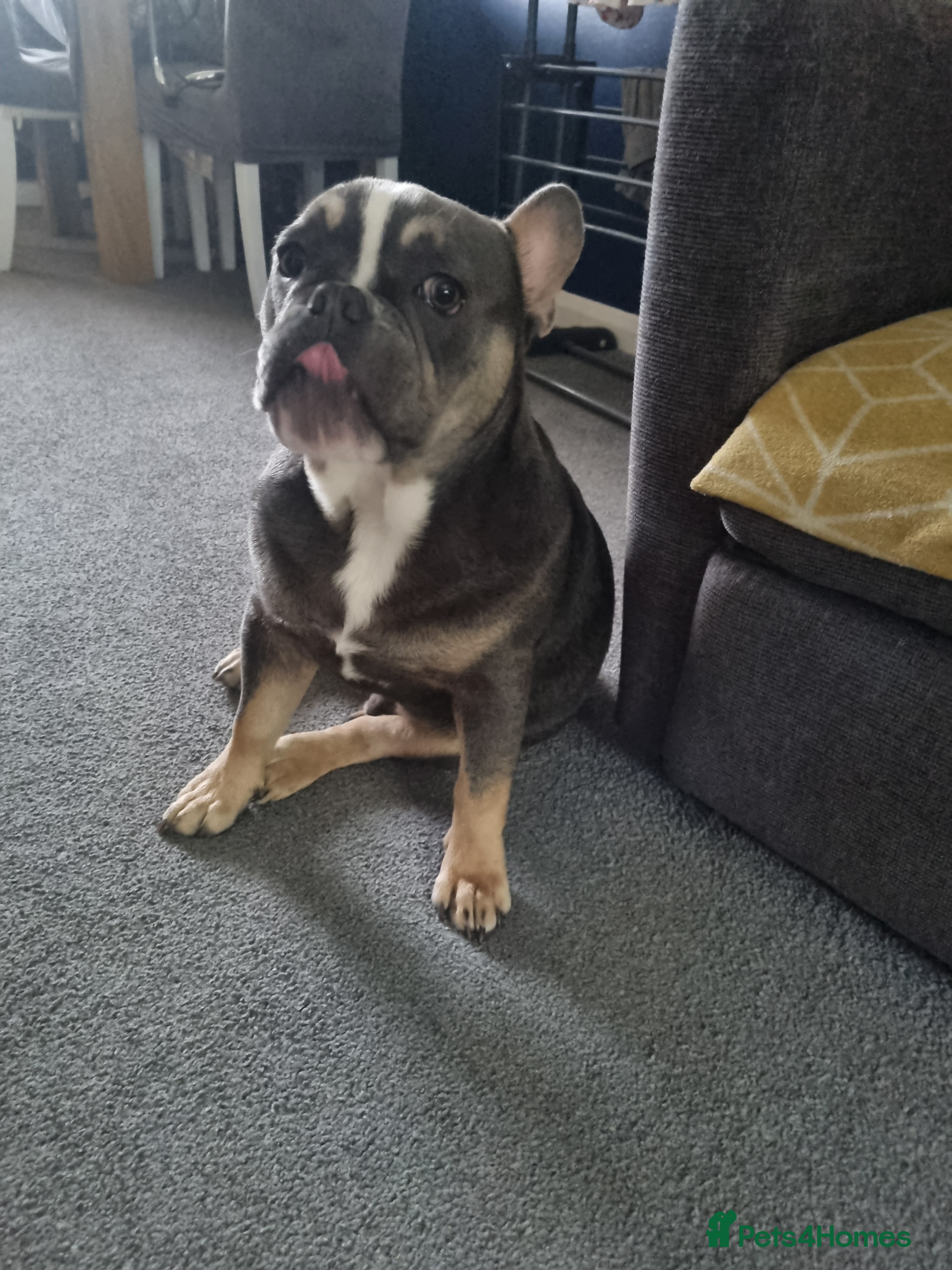Mixed Breed dogs for sale: Male puppy - Advert 1