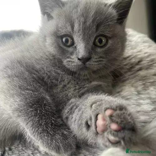 British Shorthair cats 9wk Old British Shorthair Boy (LAST ONE - READY) - Advert 5