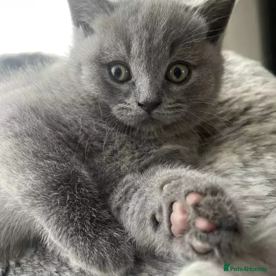British Shorthair cats for sale: 9wk Old British Shorthair Boy (LAST ONE - READY) - Advert 6