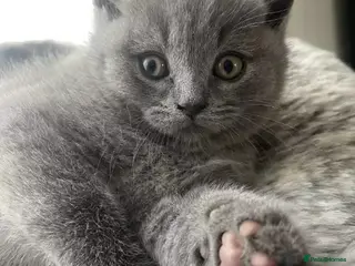 British Shorthair cats 9wk Old British Shorthair Boy (LAST ONE - READY) - Advert 1