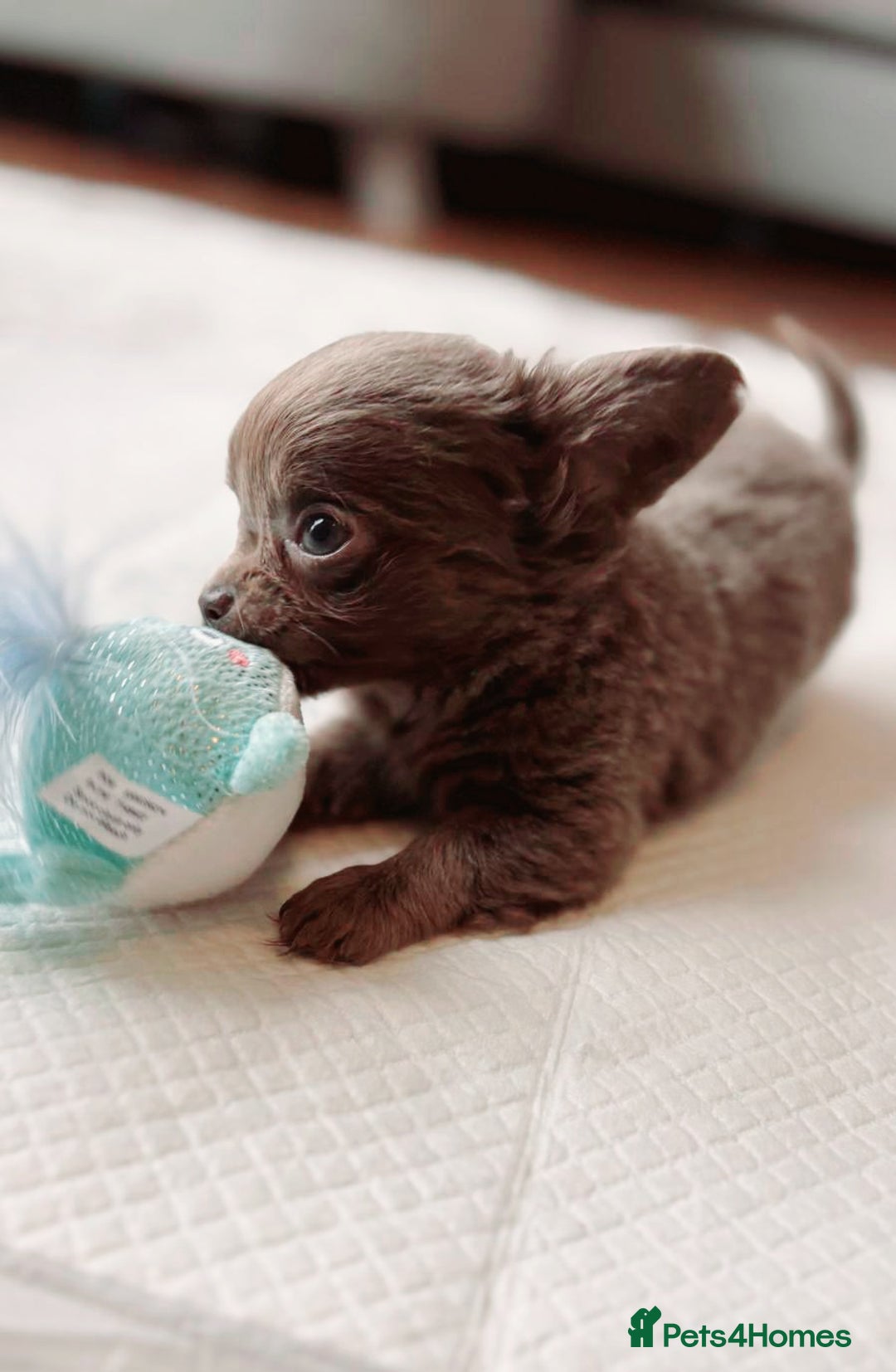 Chihuahua dogs for sale: Beautiful chihuahua baby girl  - Image 2
