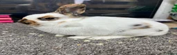 Giant Papillon rabbits for sale: Miniature pappillion babies vaccinated show lines  - Advert 2