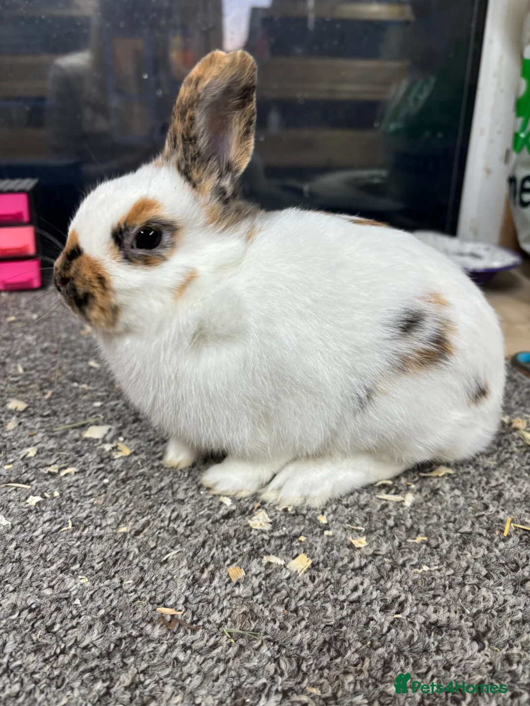 Giant Papillon rabbits for sale: Miniature pappillion babies vaccinated show lines  - Advert 2