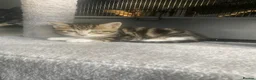 Mixed Breed cats for sale: Kittens  - Advert 7