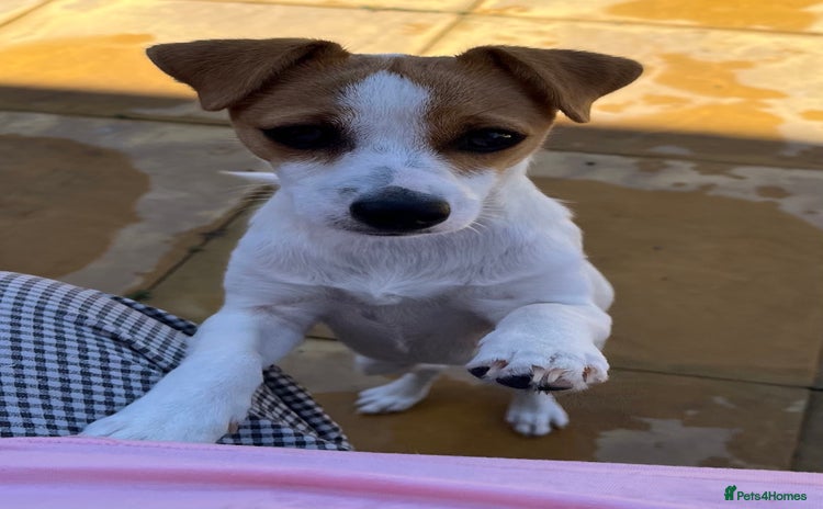 Jack Russell dogs - Advert 1