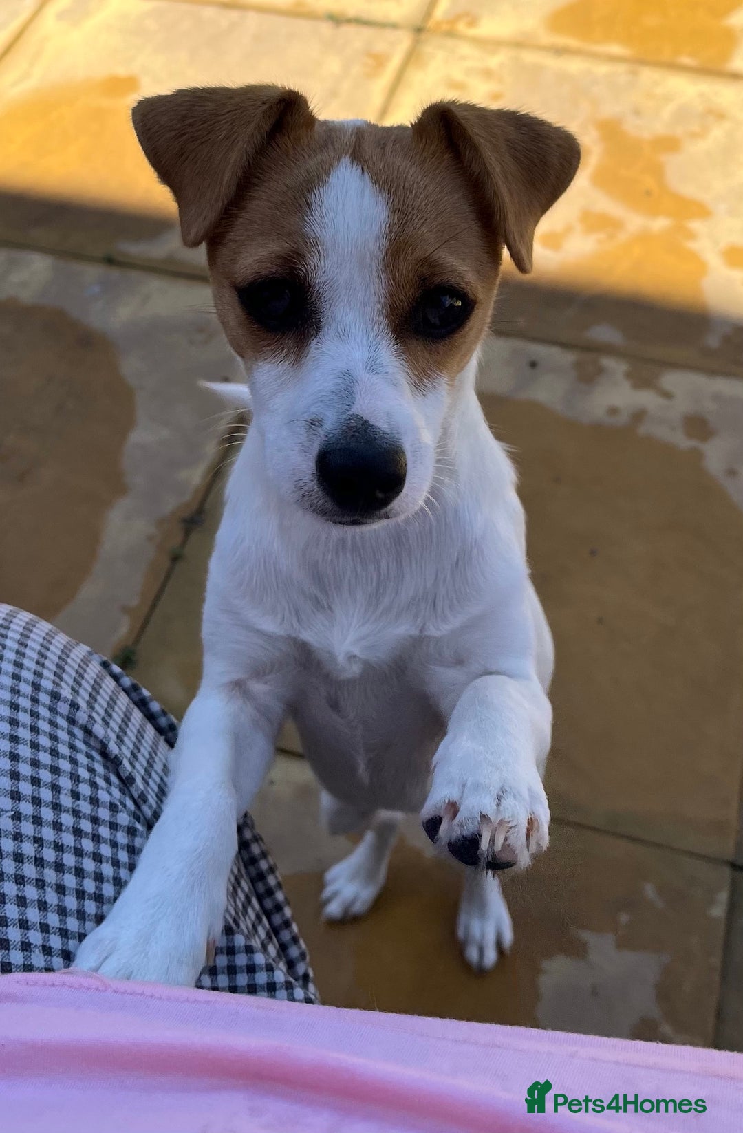 Jack Russell dogs for sale: Stunning Jack Russel girl Puppy - Image 1