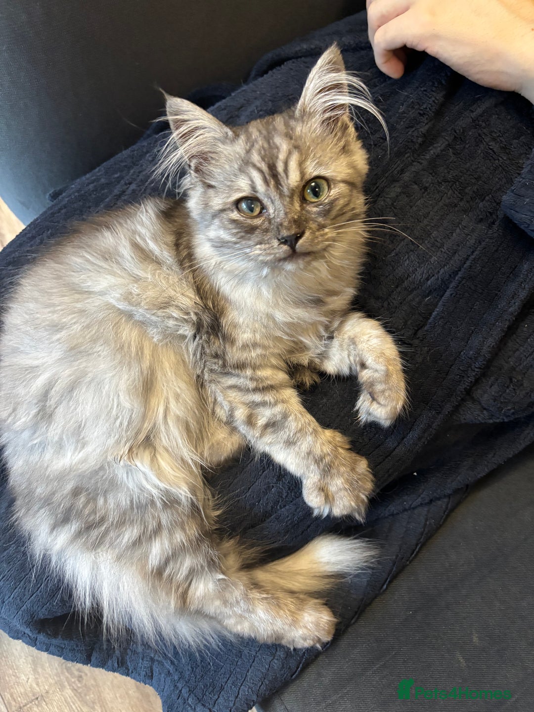 Mixed Breed cats for sale: unique grey smoke tipped female Persian cross  - Image 1
