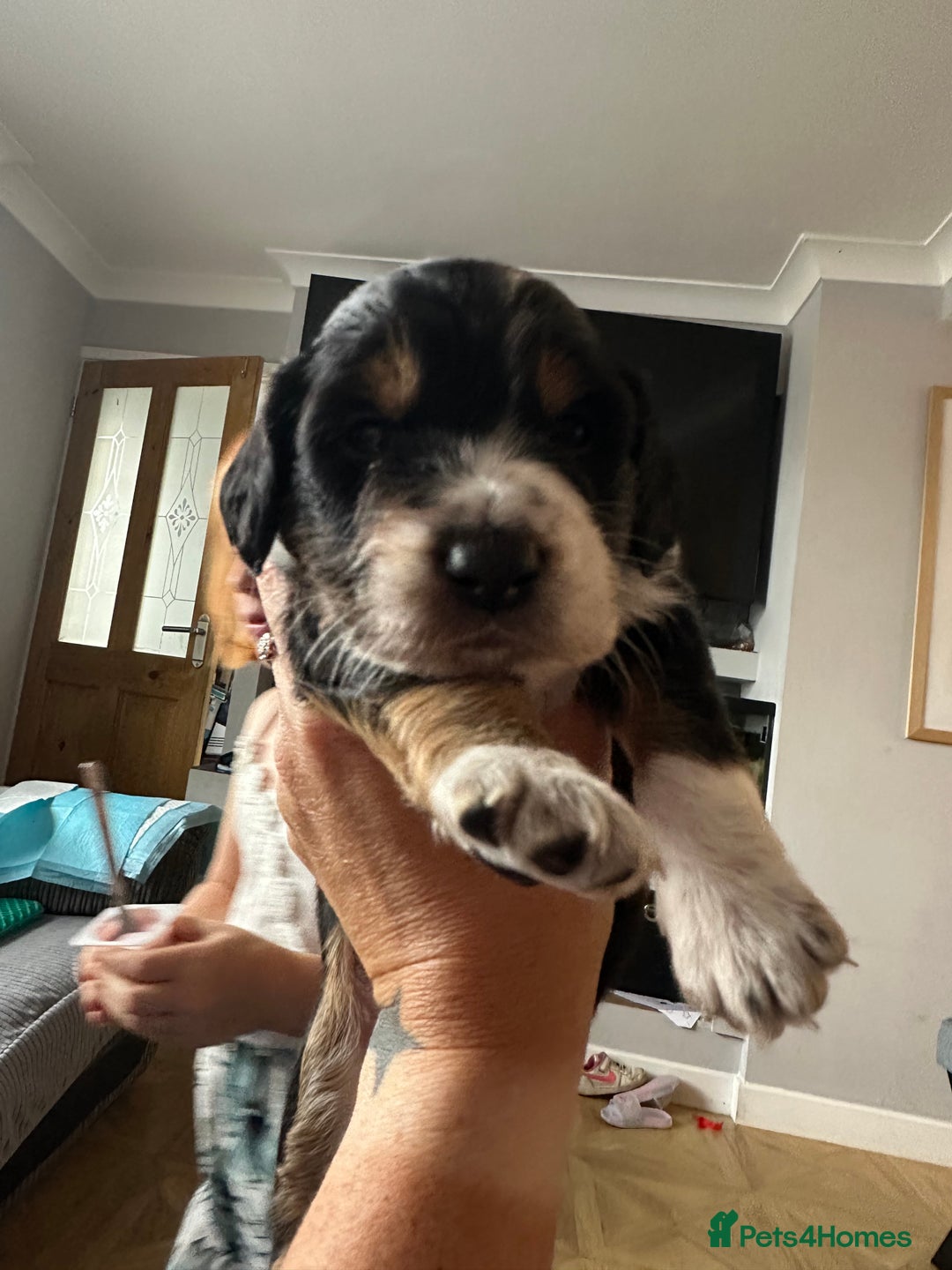 Mixed Breed dogs for sale: Border doodle - Image 22