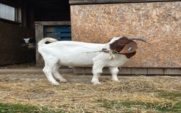 Goats livestock for sale: Boer Kids - Image 6
