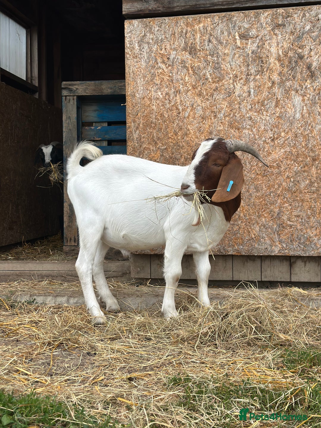 Goats livestock for sale: Boer Kids - Image 6