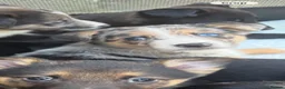 Mixed Breed dogs for sale: Malinios x Collie  in Barnoldswick - Advert 2