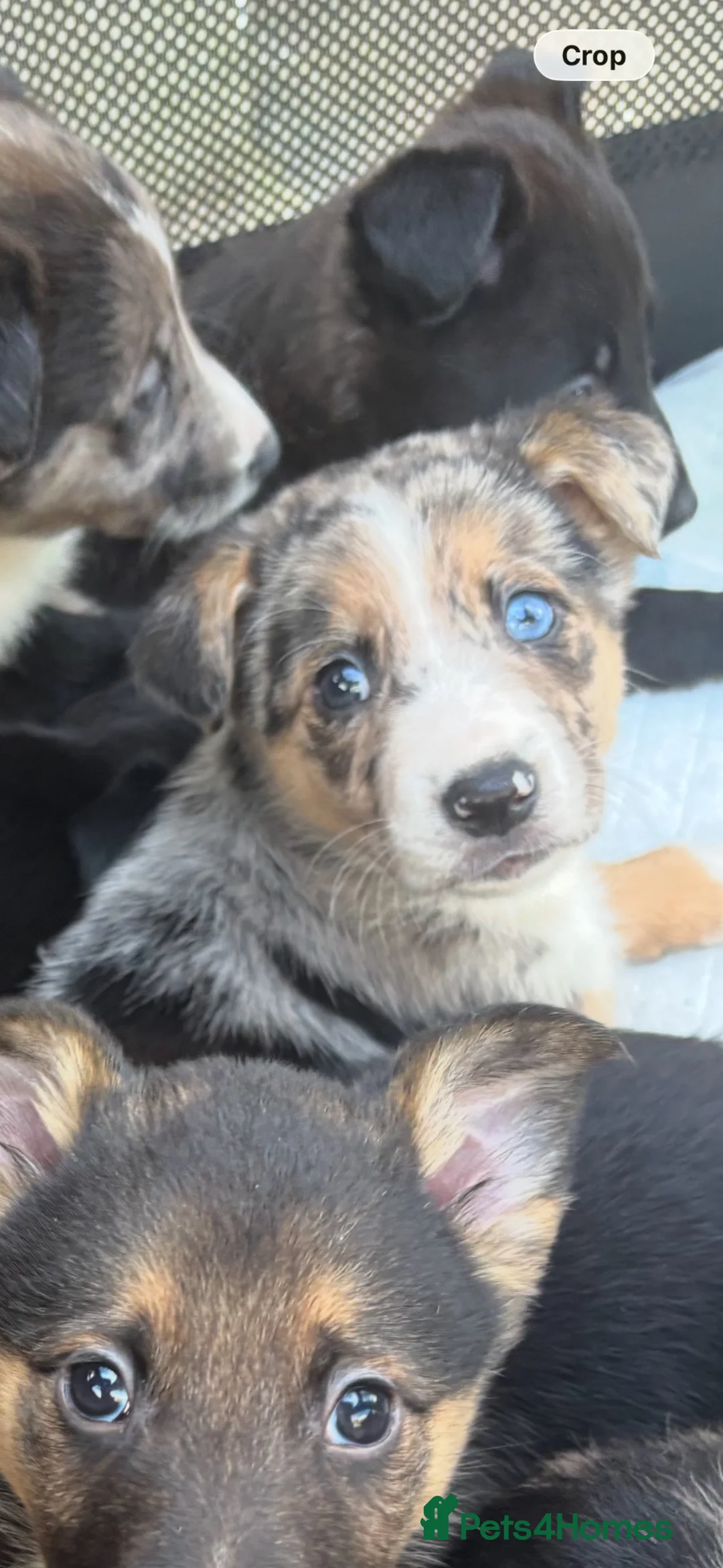 Mixed Breed dogs for sale: Malinios x Collie  in Barnoldswick - Advert 2