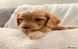 Mixed Breed dogs for sale: Daxipoo - Image 12