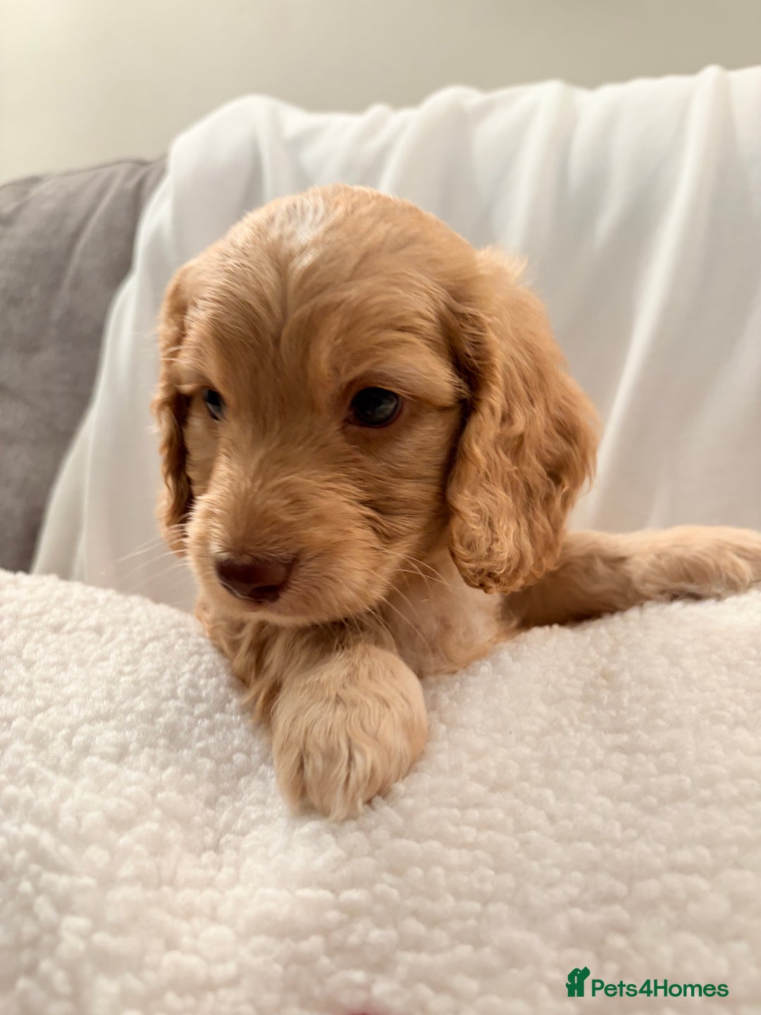 Mixed Breed dogs for sale: Daxipoo - Image 12