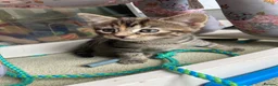 Maine Coon cats for sale: Kittens Maine coon  - Advert 14