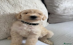 Standard Poodle dogs for sale: Stunning KC Standard Poodle Puppies for sale - Image 5