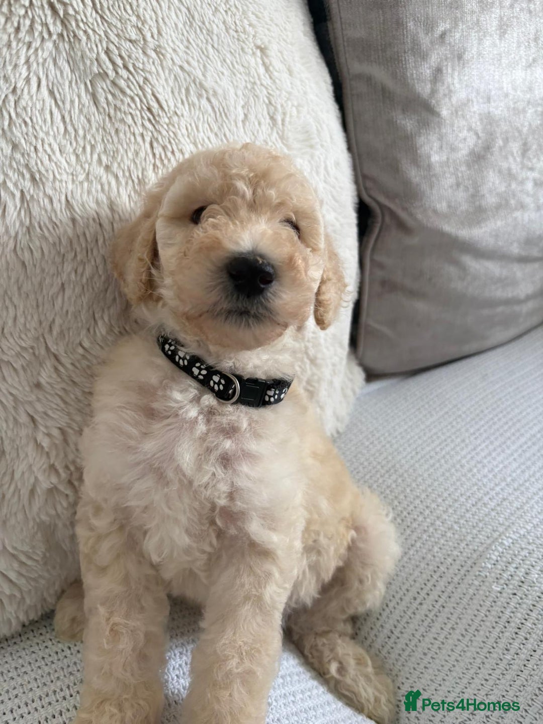 Standard Poodle dogs for sale: Stunning KC Standard Poodle Puppies for sale - Image 5