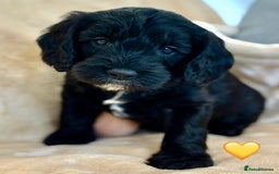Cockapoo dogs for sale: 🐾 Gorgeous F2 Cockapoo Puppies 🐾 - Image 14