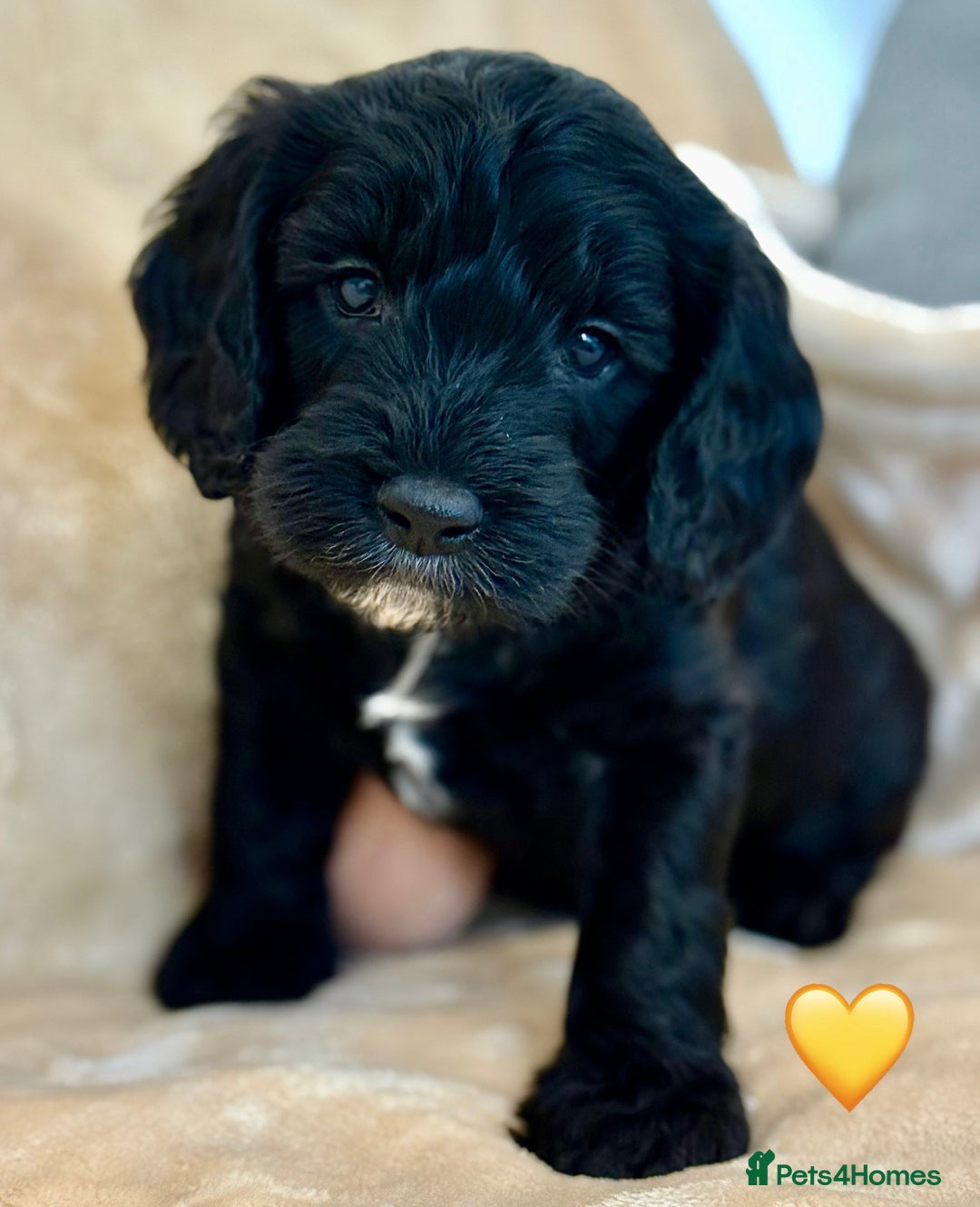Cockapoo dogs for sale: 🐾 Gorgeous F2 Cockapoo Puppies 🐾 - Image 14