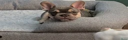 French Bulldog dogs for sale: Beautiful lilac and tanned boy!! READY TO LEAVE!! - Advert 5