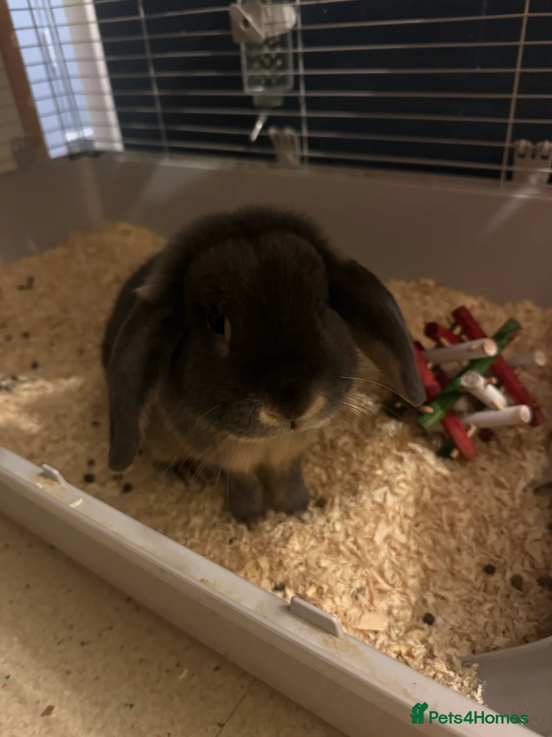Mini Lop rabbits for sale: Rabbit 1 years old  - Advert 1