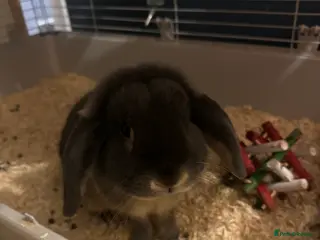 Mini Lop rabbits Rabbit 1 years old - Advert 2