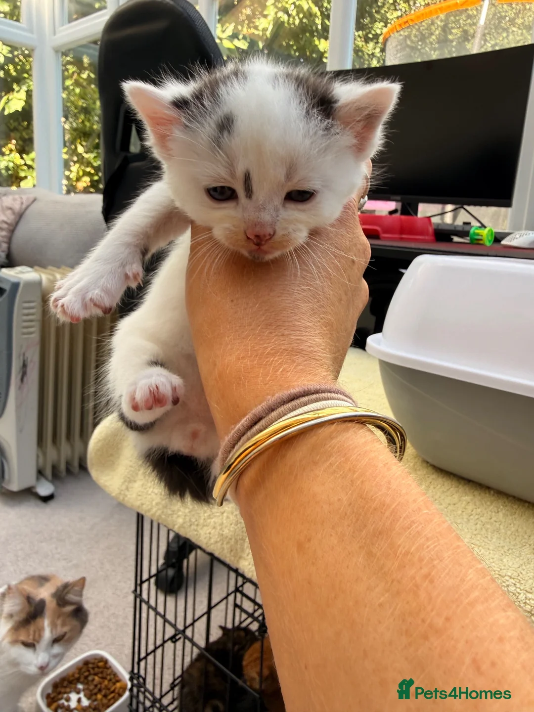 Mixed Breed cats for sale: Maine coon cross kittens  - Advert 9