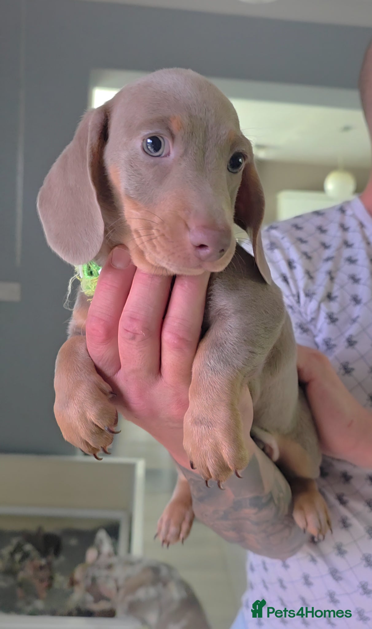 Miniature Dachshund dogs 🩵 Beautiful Minature Dachshunds 🩵 Ready today 🩵 - Advert 2