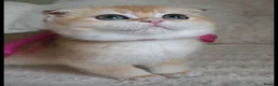 Scottish Fold cats for sale: ⭐️ Top Quality Scottish Fold Kittens ⭐️ - Advert 11