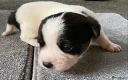 Jack Russell dogs for sale: 6 Jack Russell Puppies  - Advert 24