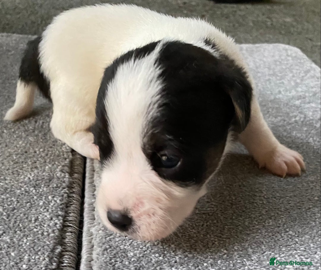 Jack Russell dogs for sale: 6 Jack Russell Puppies  - Advert 24