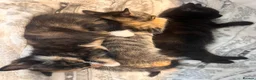 Mixed Breed cats for sale: Kittens 1/2 Maine coon. 8wks & ready to leave.  - Advert 15