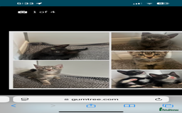 British Shorthair cats for sale: Kittens for sale  - Image 1