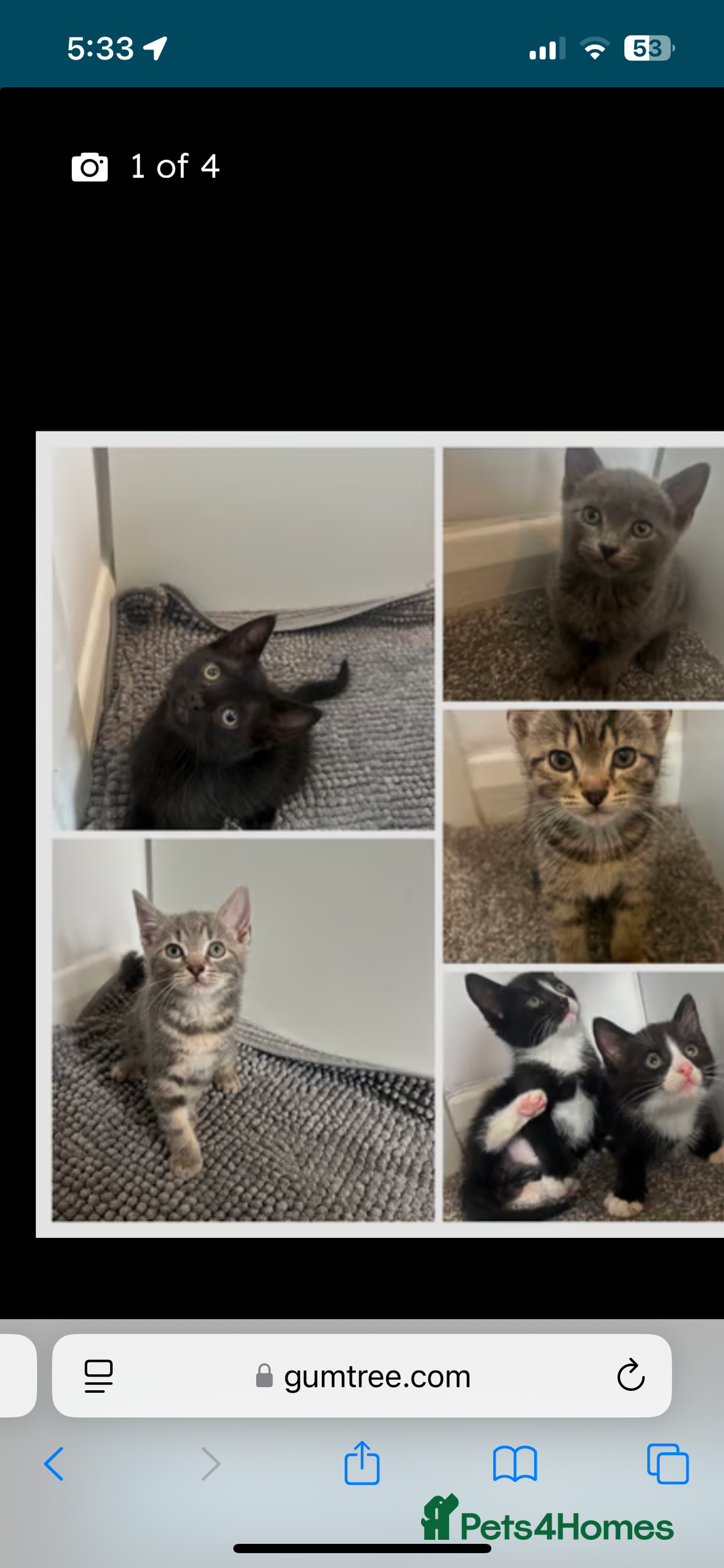 British Shorthair cats for sale: Kittens for sale  - Image 1