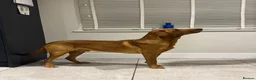Labrador Retriever dogs for stud: BARLEY proven LABRADOR for STUD - Advert 2