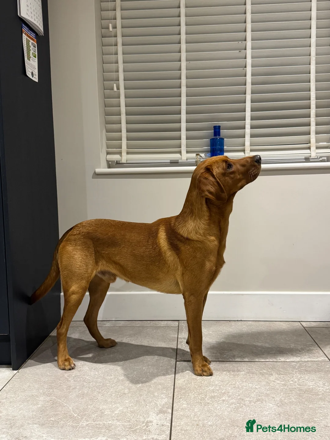 Labrador Retriever dogs for stud: BARLEY proven LABRADOR for STUD - Advert 2