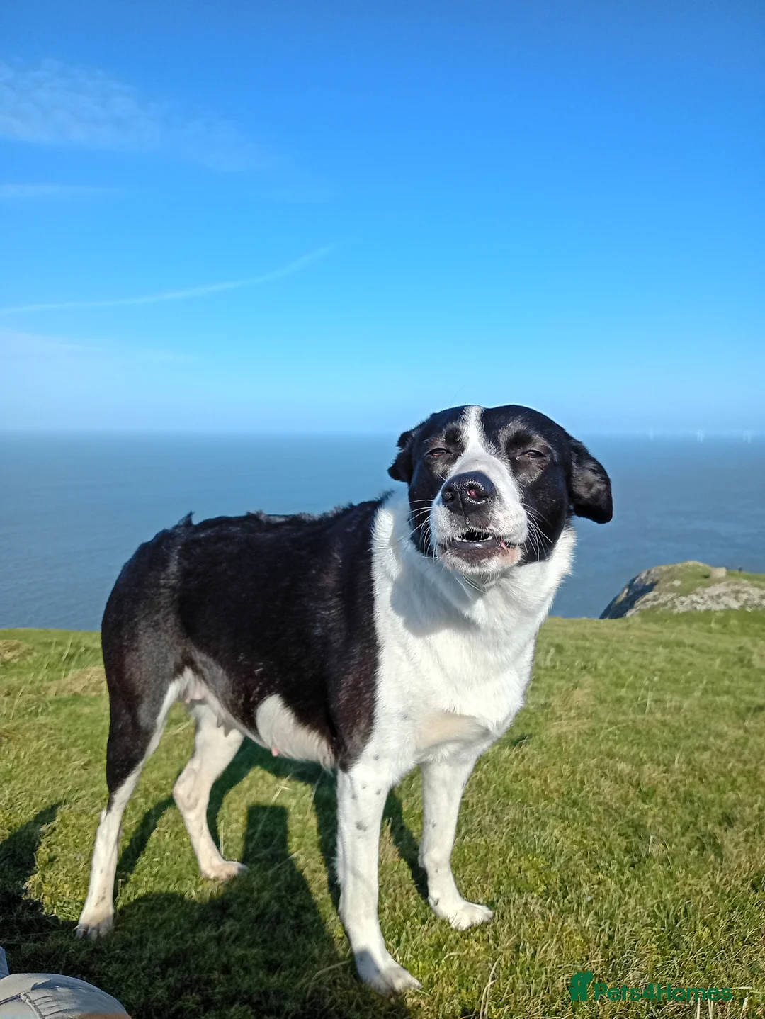 Border Collie dogs for sale: Border Collie Puppies  in Colwyn Bay - Advert 5
