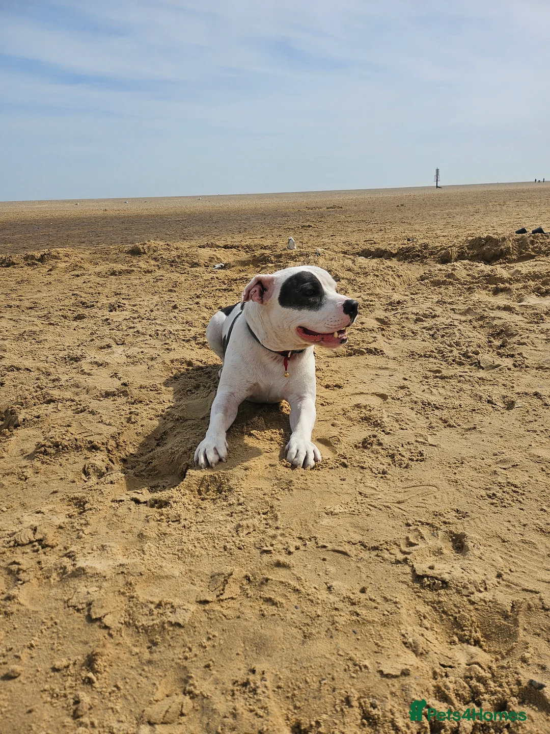 Staffordshire Bull Terrier dogs for stud: Looking for girl to breed  - Advert 4