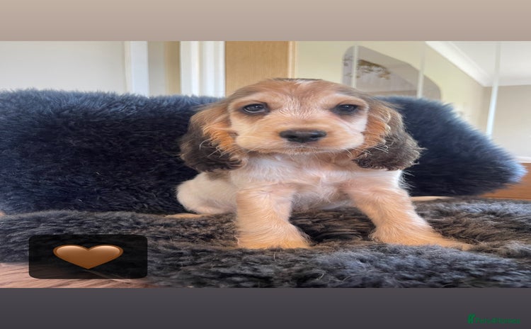 Cocker Spaniel dogs - Advert 13