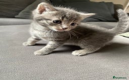 Mixed Breed cats for sale: Stunning kittens  - Image 12